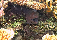 IMG_0954rf_Maldives_Madoogali_House reef_Murene javanaise_Gymnothorax javanicus